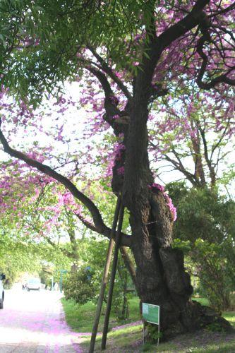 Cercis siliquastrum cercis siliquastrum vieux 1 paris 27 avril 116.jpg