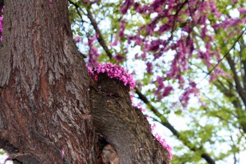 Cercis siliquastrum cercis siliquastrum vieux 4 paris 27 avril 114.jpg