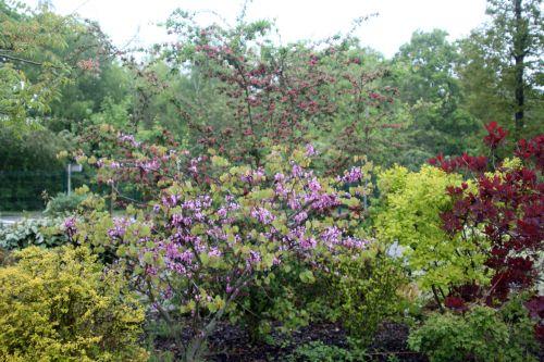 Cercis siliquastrum dammarie 1 6 mai 2012 016.jpg