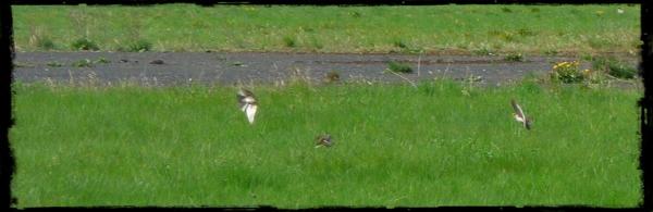 TEMPELHOF alouettes.jpg Un aéroport sans avion