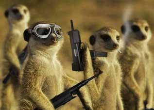 gang-suricates Guerre des gangs