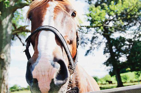 Le cheval reconnaît la voix et le visage Le cheval reconnaît la voix et le visage