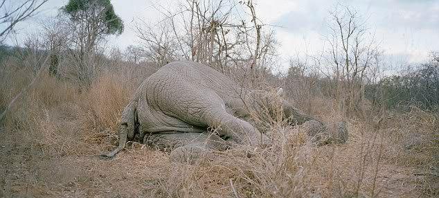 mort d'un éléphant