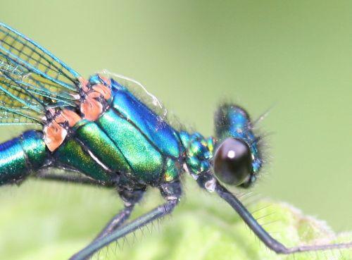 Calopteryx splendens 8 calopteryx tête romi 26 mai 137.jpg