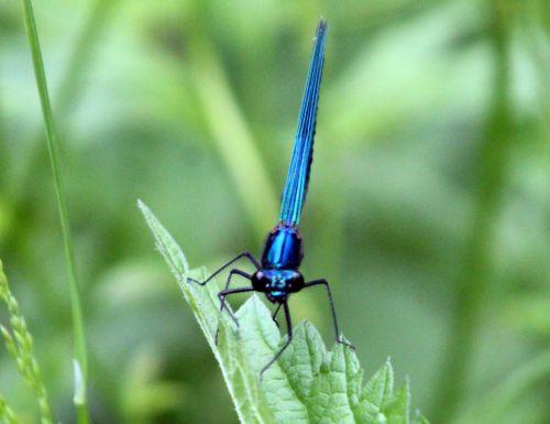 Calopteryx splendens 10 calopteryx romi 17 mai 2012 109.jpg