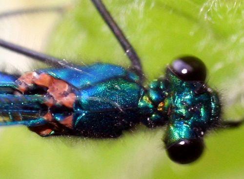 Calopteryx splendens 9 caryopteryx tête romi 26 mai 144.jpg