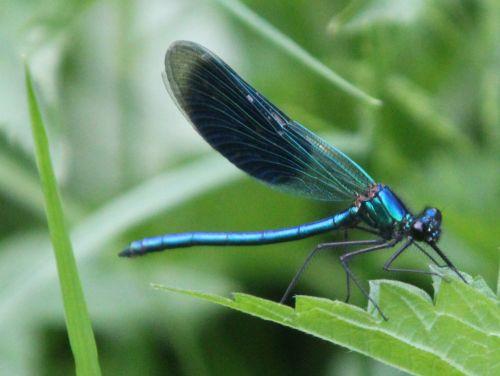 Calopteryx splendens 3 calopteryx romi 17 mai 2012 106.jpg