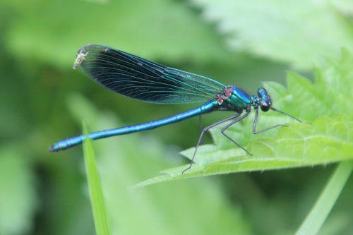 Calopteryx splendens 6 calopteryx romi 17 mai 2012 069.jpg