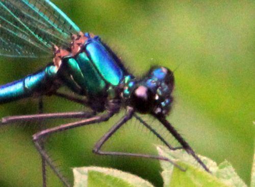 Calopteryx splendens 7 calopteryx tête romi 17 mai 2012 106.jpg