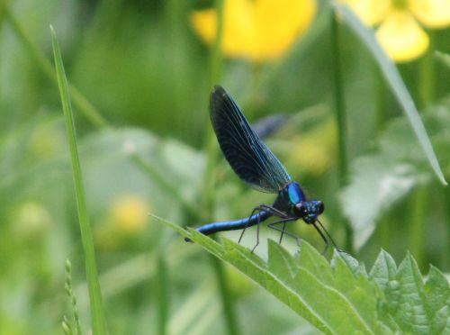 Calopteryx splendens 4 calopteryx romi 17 mai 2012 052.jpg