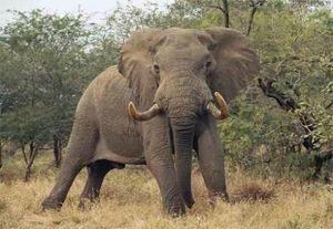 un-male-elephant-de-savane-d-afrique_765_w460
