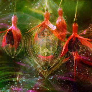 Fleur-mystere-18 Fleur-mystere-18