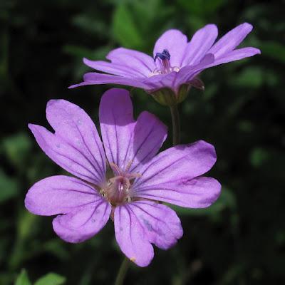 Rose : Géranium, Arabette et Julienne des dames