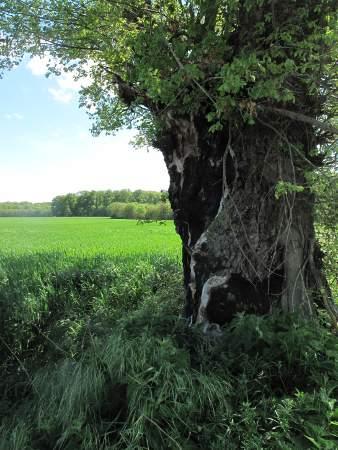 chene2.jpg, mai 2012 chene2.jpg