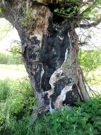 chene3.jpg, mai 2012 chene3.jpg