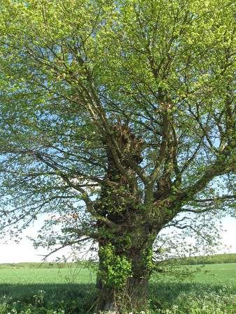 chene1.jpg, mai 2012 chene1.jpg