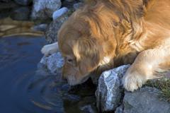 Baignades des chiens : attention aux cyanobactéries !