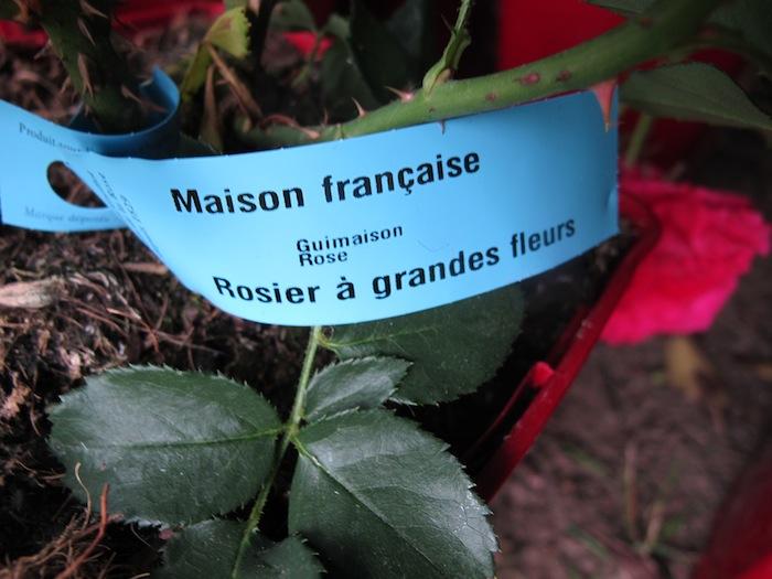 Et un joli baptême de rose, la rose Maison Française est officiellement née.