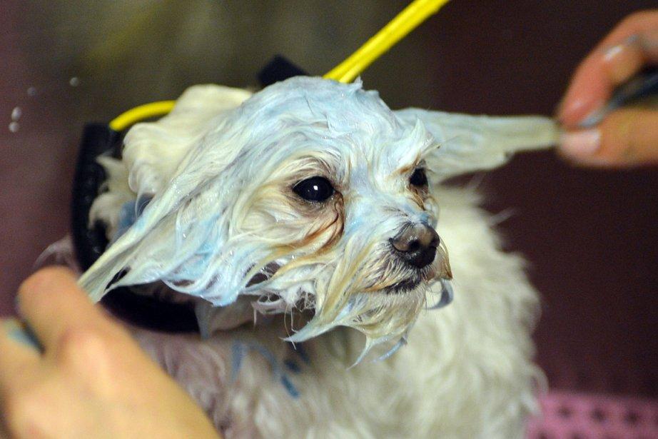 Faux testicules et masques de beauté pour chiens Faux testicules et masques de beauté pour chiens