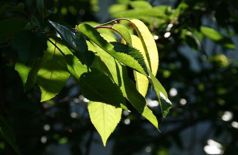 Cherry tree leaves