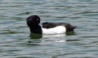 Le fuligule morillon oiseaux, fuligules,