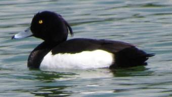 Le fuligule morillon oiseaux, fuligules,