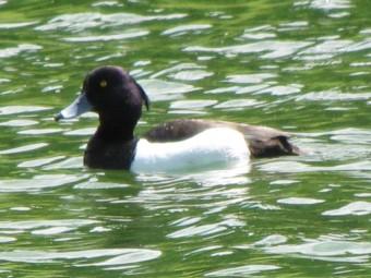 Le fuligule morillon oiseaux, fuligules,