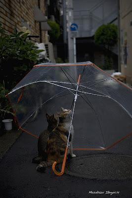 La pluie au Japon