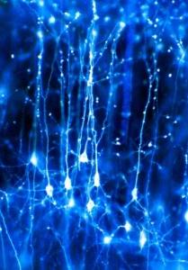 CONSCIENCE de SOI: Des neurones très spéciaux découverts chez le singe – Neuron