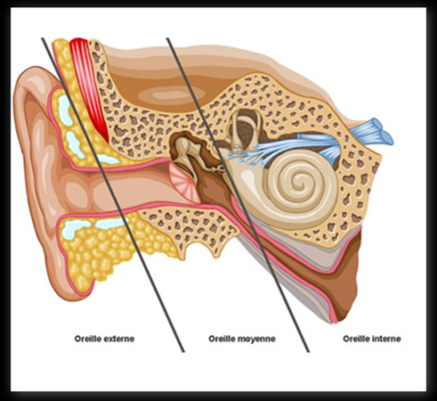 anatomie_oreille Comment traiter le mal de transport du chien ou du chat .