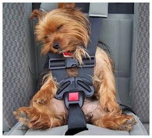 mal_de_transport_du_chien mal de transport du chien