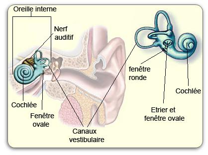 oreille_interne Comment traiter le mal de transport du chien ou du chat .