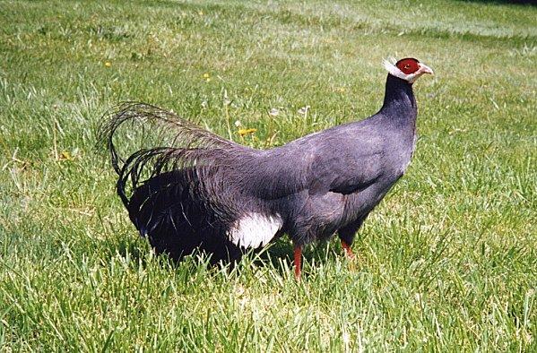 A propos de l'incubation des oeufs de faisanes Hoki femelle