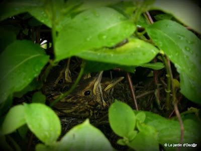 Le jardin s'est réveillé sous un soleil resplendiss... Le jardin s'est réveillé sous un soleil resplendiss...