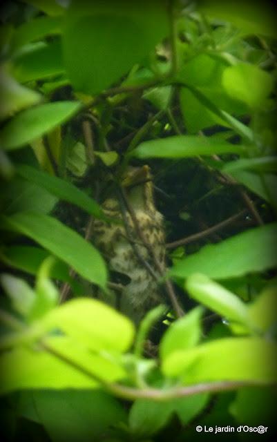 Le jardin s'est réveillé sous un soleil resplendiss... Le jardin s'est réveillé sous un soleil resplendiss...