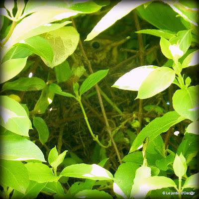 Le jardin s'est réveillé sous un soleil resplendiss... Le jardin s'est réveillé sous un soleil resplendiss...