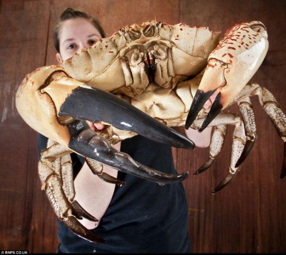 Giant-crab-2