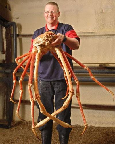 Claude, le crabe géant!