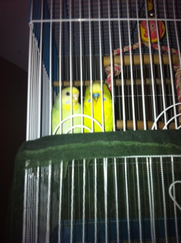 Marie-Julie & Ti-Gilles Marie-Julie & Ti-Gilles