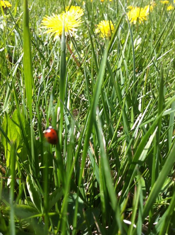 Coccinelle Coccinelle