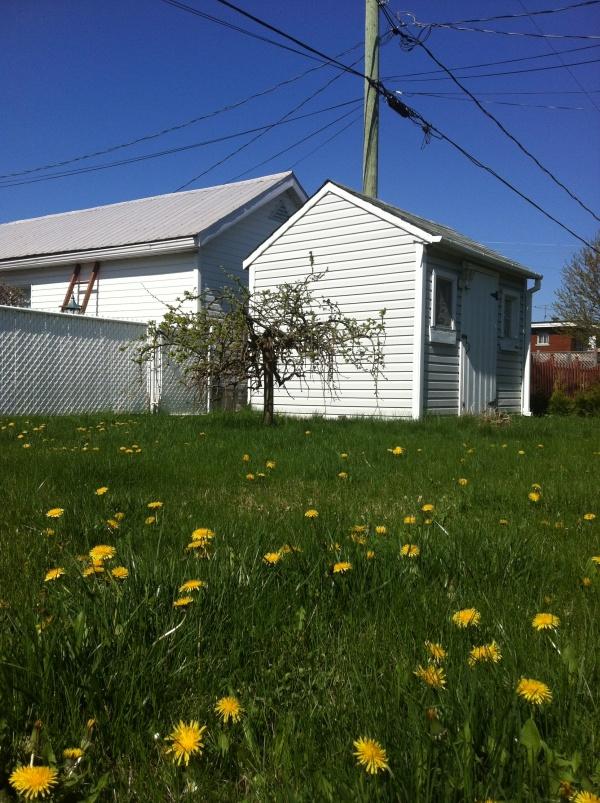 Pissenlits Pissenlits