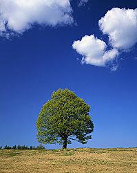 Sois l'arbre de tes propres fruits j0401223.jpg