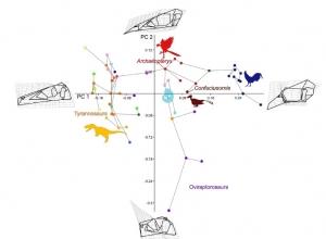 ÉVOLUTION: Du dinosaure à l’oiseau, une accélération de la biologie du développement – Nature