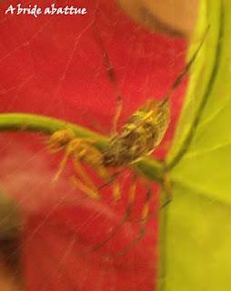 Les araignées s'exposent au Museum national d'histoire naturelle de Paris