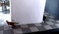 5 videos amusantes avec des chats cartoon.jpg