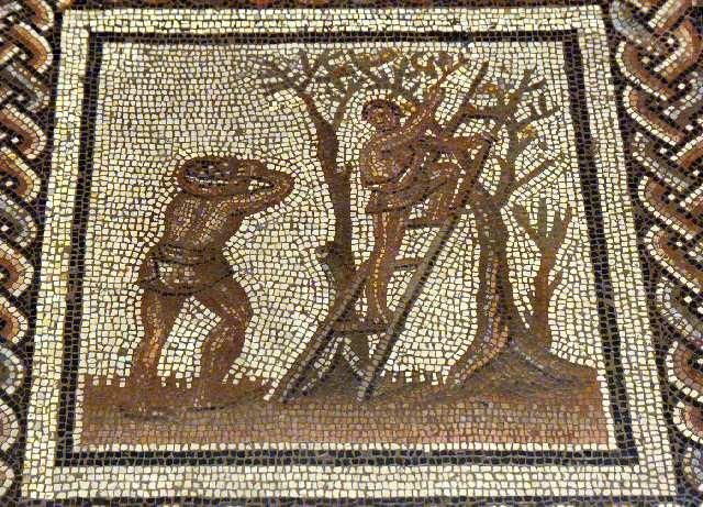 Cueillette du mois de mai Cueillette du mois de mai