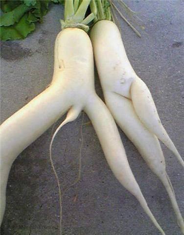 Blagounette - scandale 66BFA952-BB97-4415-8170-D296F5EBED57.jpg