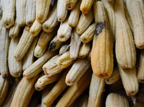 Lufa Series le Design végétal par Fernando Laposse Lufa Series le Design végétal par Fernando Laposse