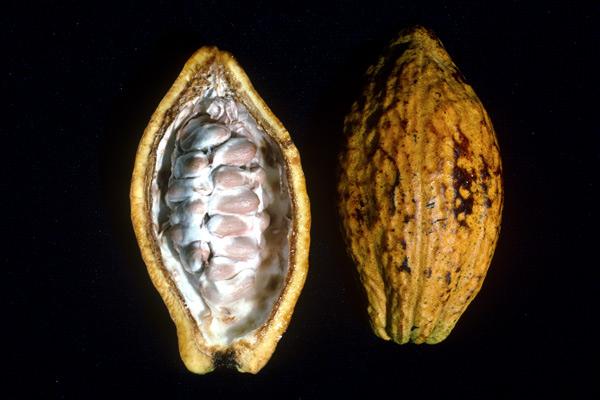 Êtes-vous prêts à rrrugir ?! Êtes-vous prêts à rrrugir ?!