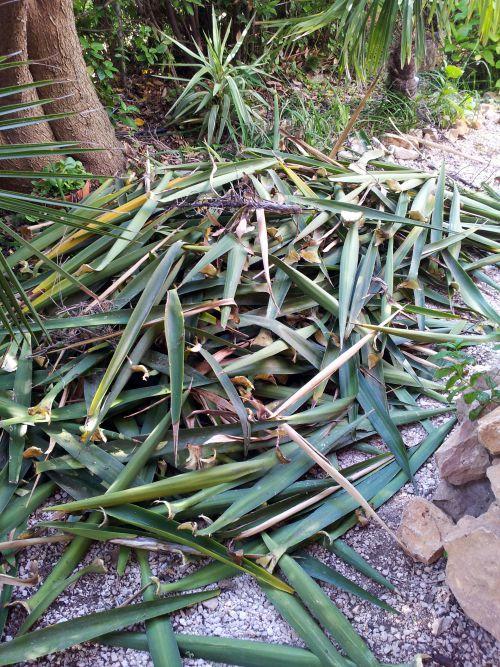 Les opérations de nettoyage de printemps commencent : journal du 2 juin 2012 Les opérations de nettoyage de printemps commencent : journal du 2 juin 2012